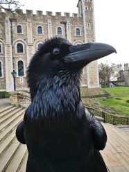 THE RAVENS OF THE TOWER OF LONDON A MEDIEVAL POTPOURRI THE RAVENS OF THE TOWER OF LONDON A MEDIEVAL POTPOURRI